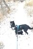 Black and white border collie wearing a blue harness standing on a snowy trail surrounded by leafless trees and dry grass